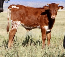 RR Tequila Sunrise x Falling Sky 2021 bull