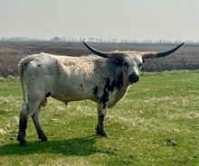 Roughstock