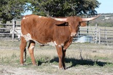 DBL-K STREAKER x XRAY STEER