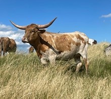 CutN Rio Lobo